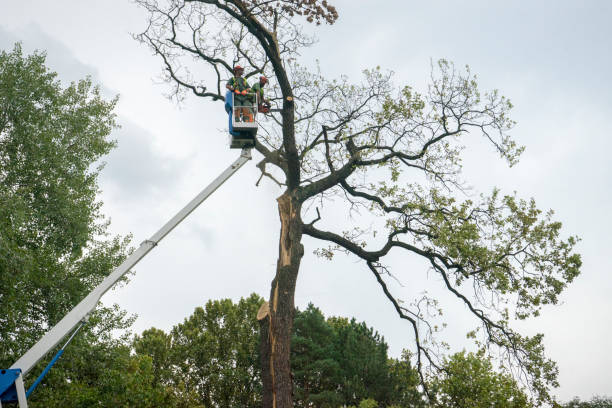 Best Storm Damage Tree Cleanup  in Round Lake Heights, IL