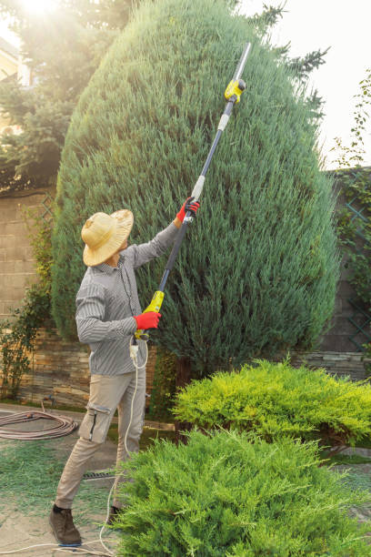 Best Tree Mulching  in Round Lake Heights, IL